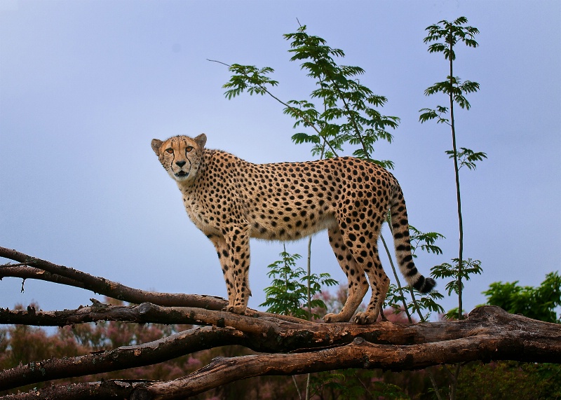 Cheetah - Indianapolis Zoo