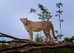 Cheetah - Indiana...