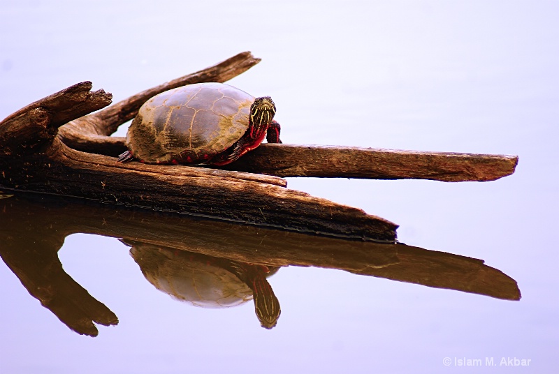 painted turtle posing