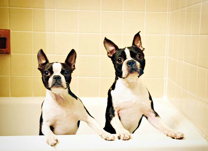 Double Trouble in the Tub