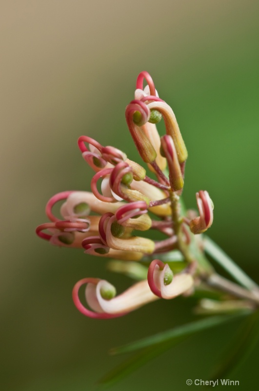 Grevillea