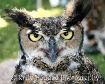 European owl