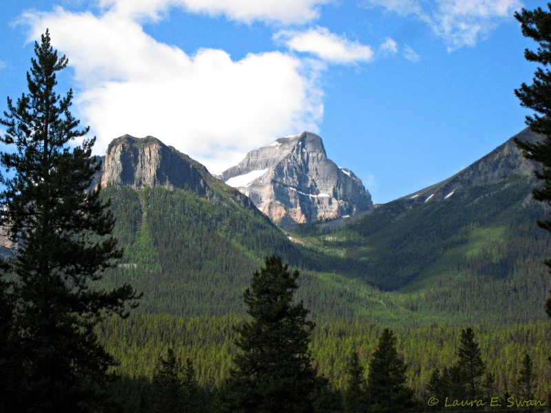 Forest View