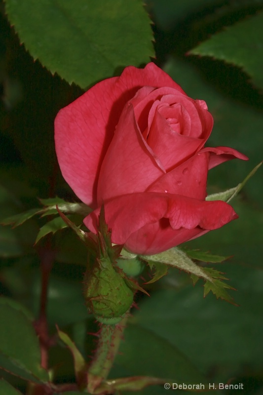 Simplicity of The Rose