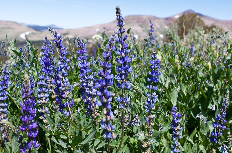 Wild lupine elev. 9,500 ft, Northern Sierras