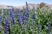 Wild lupine elev....