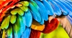 Colors
