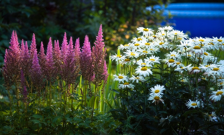 Flowers.