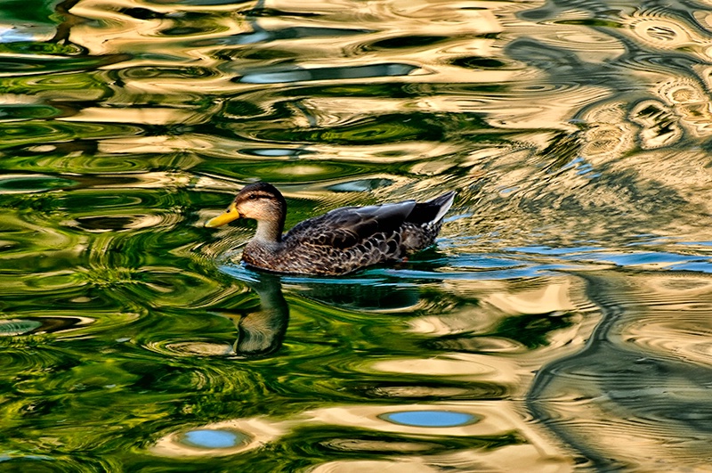 Swimming in Color