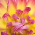 © Pat Powers PhotoID # 12097163: Dahlia