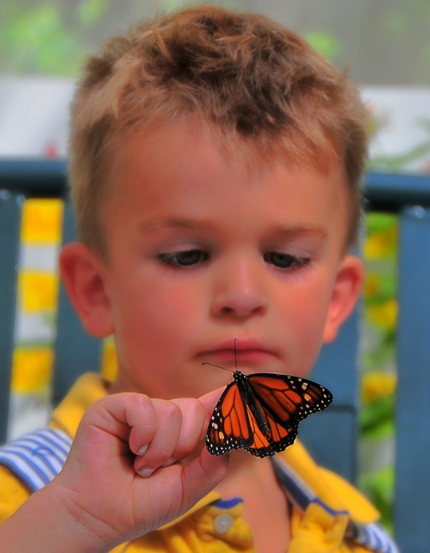 Butterfly Inspector