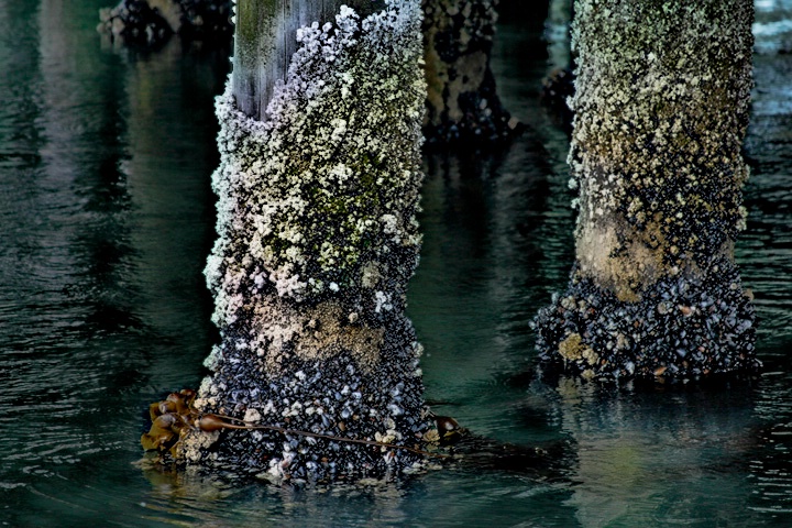 Under the pier