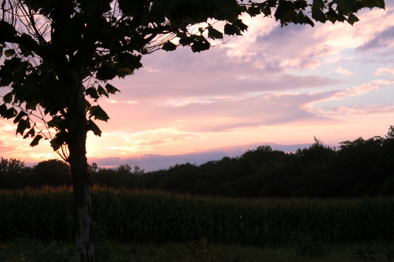 Sunset on the Cornfield - ID: 12099919 © Theresa Marie Jones
