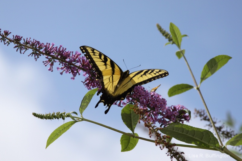 Swallowtail Butterfly - ID: 12100882 © Lisa R. Buffington