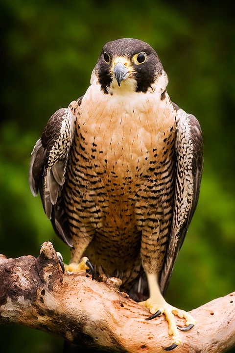 Peregrine Falcon