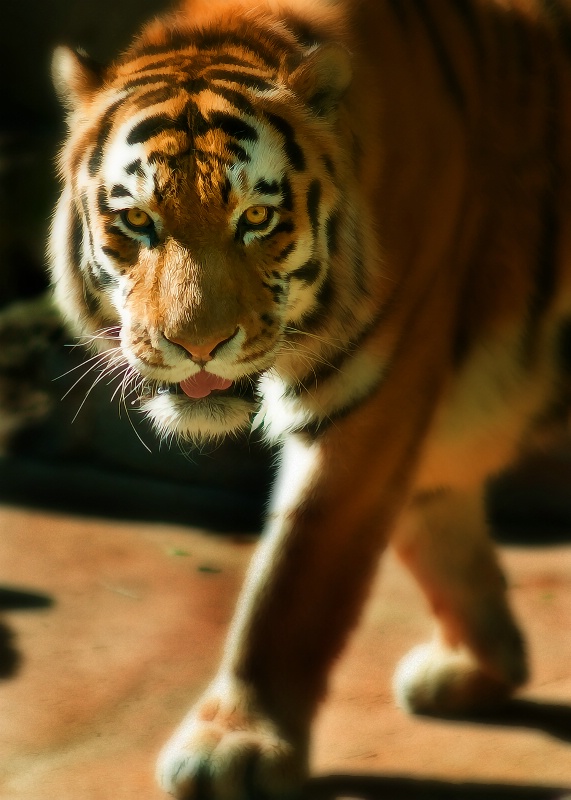 TigerWalk