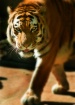 TigerWalk