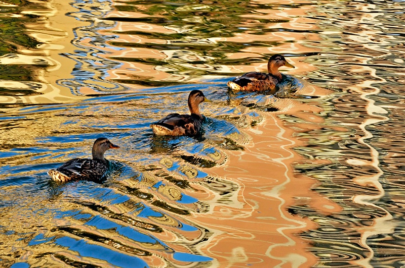 Ducks in a Row