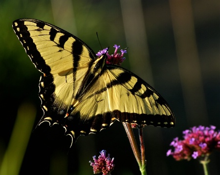 Swallowtail Sips