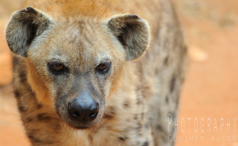 Spotted Hyena Gaze