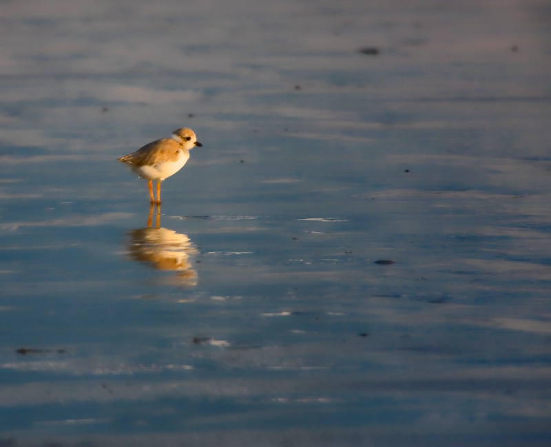 Baby Piping Plover