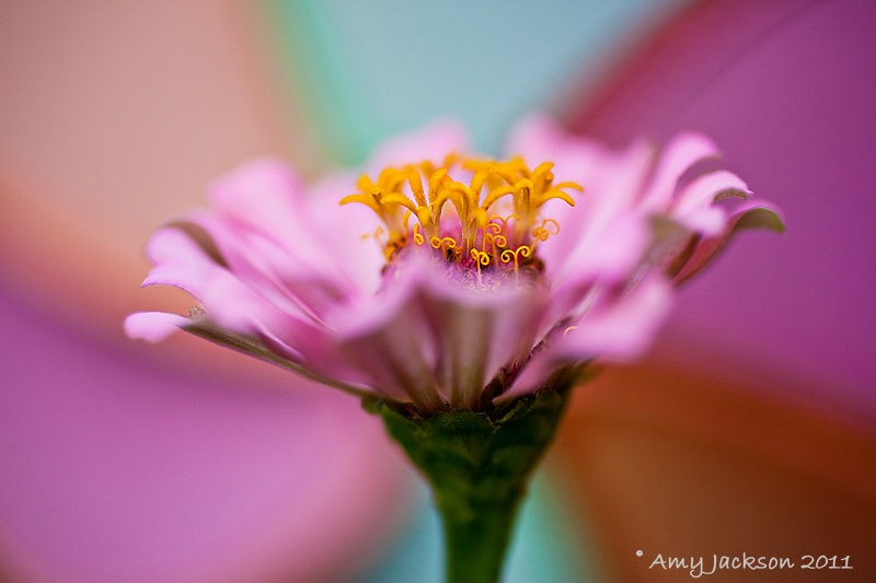 Pink Zinnia