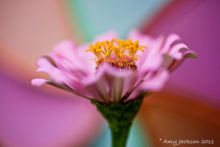 Pink Zinnia
