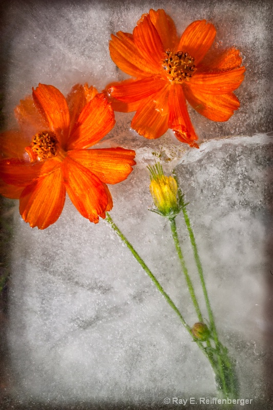 img 8967 Flower Ice - ID: 12107545 © Raymond E. Reiffenberger