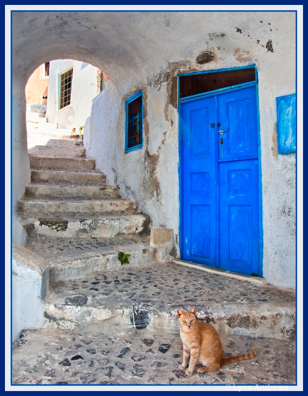 Santorini Kitty - ID: 12108111 © Lynn Andrews