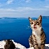 2Kitties of Santorini - ID: 12108114 © Lynn Andrews
