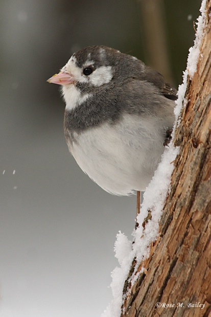 Gray Jay ( I think!)