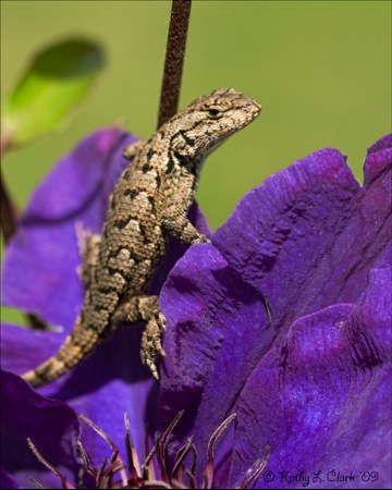 Fence Lizzard