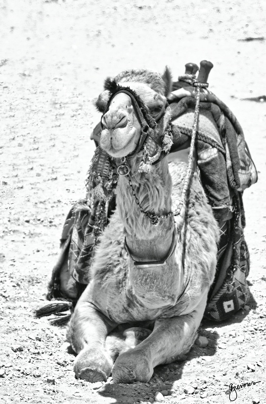 Camel Petra Jordan