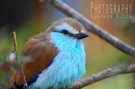 Puffy Racket-tailed Roller
