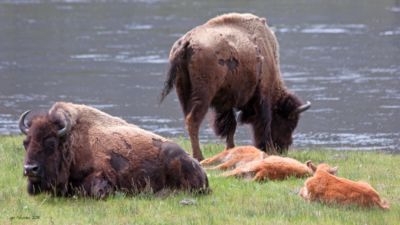 Parenting in Yellowstone ...