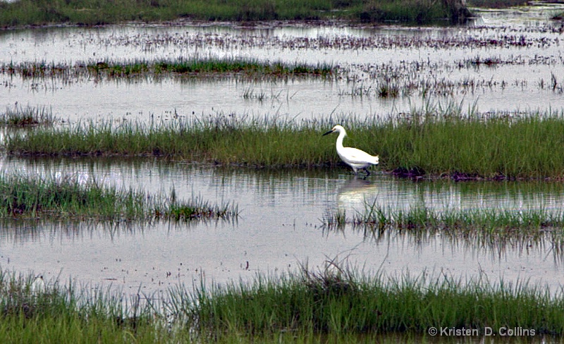 Egret in the Marsh