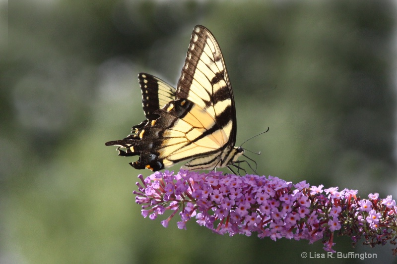 Swallowtail Butterfly II - ID: 12110974 © Lisa R. Buffington