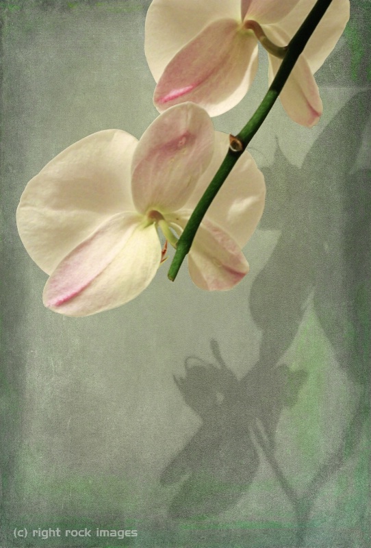 Orchids and Shadows III