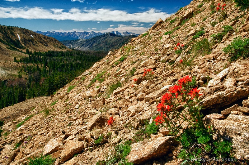 Flowers with a View