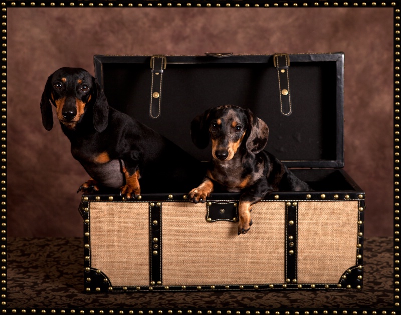 Doxies in a box