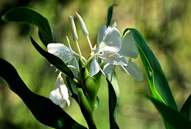 Summer White