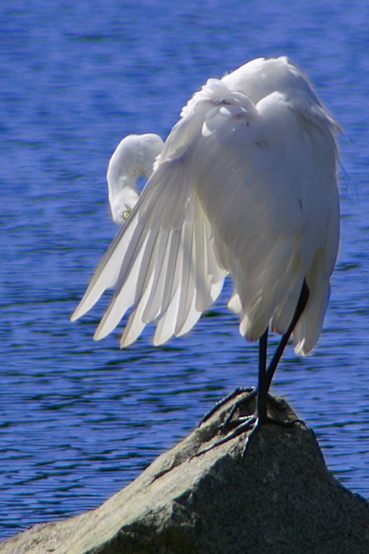 Great White Egret Grooming Itself