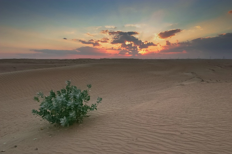 ~alone in the desert~