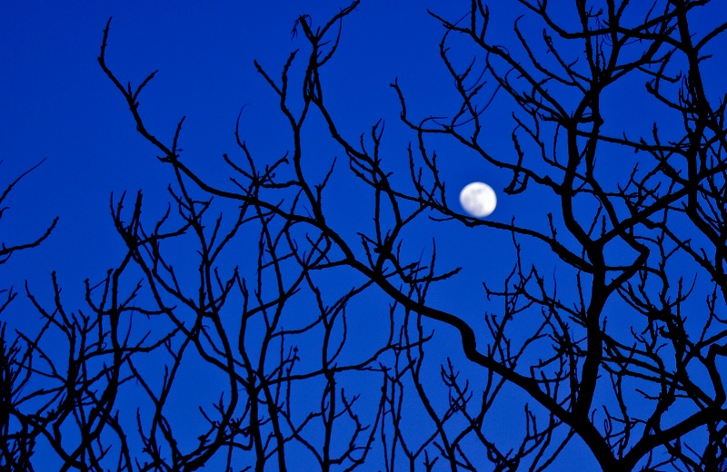 Moon Caught in the Trees