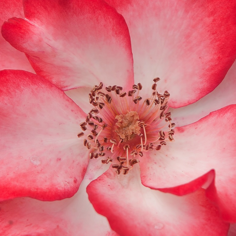 At the heart of the Betty Boop Rose