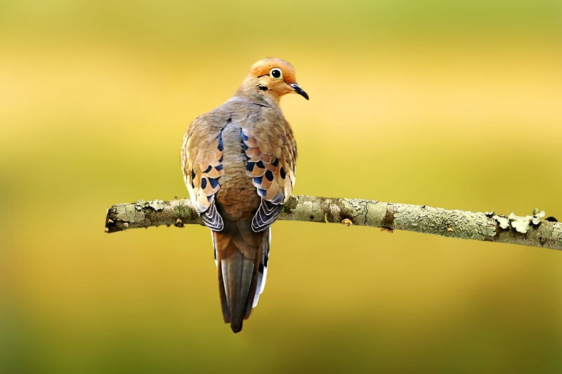 Mourning Dove