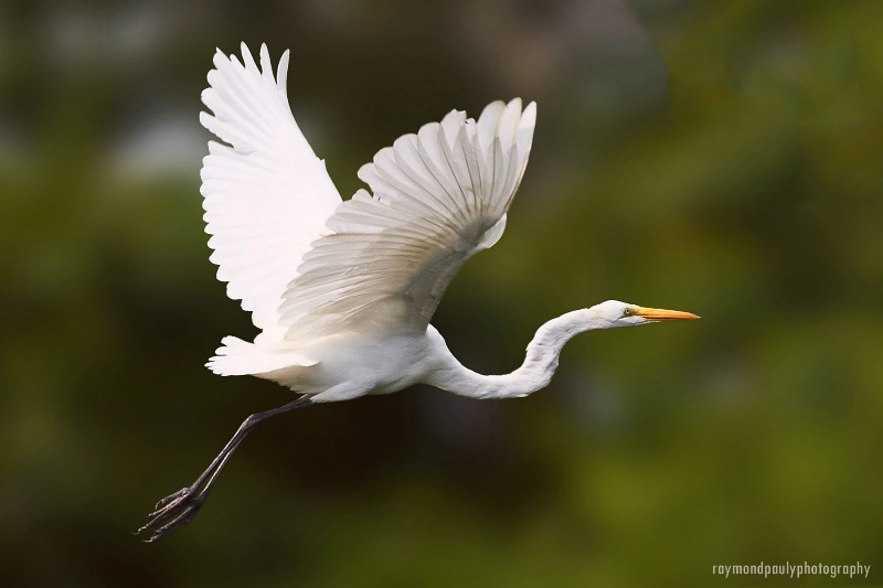 White in Flight