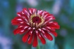 Red Zinnia