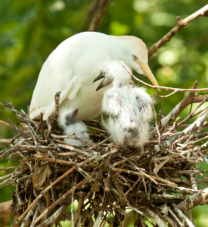 family white egret