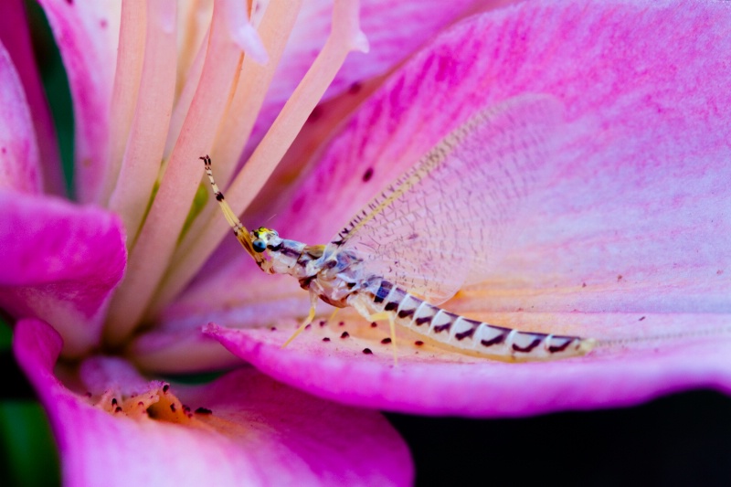 Mayfly on a Lily